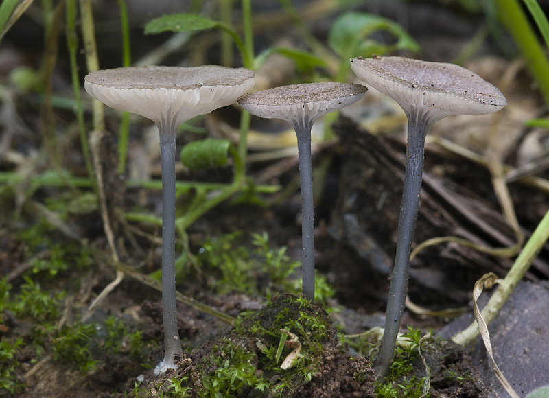 Entoloma incarnatofuscescens